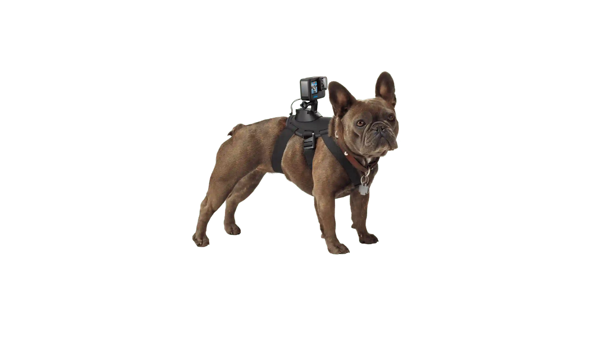 Fetch Dog Harness