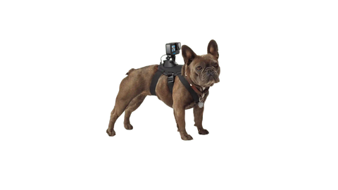 Fetch Dog Harness