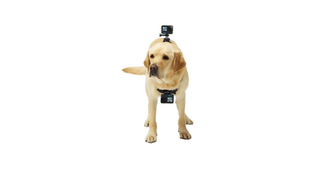 Fetch Dog Harness
