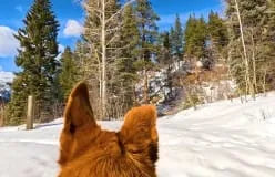 Fetch Dog Harness